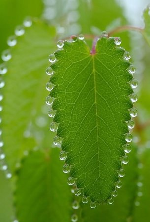 اسرار خوراکی ها